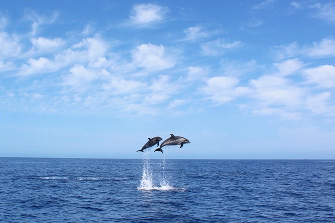 Whale and Dolphin Watching Tour in Madeira - Key Things I’d Plan Around