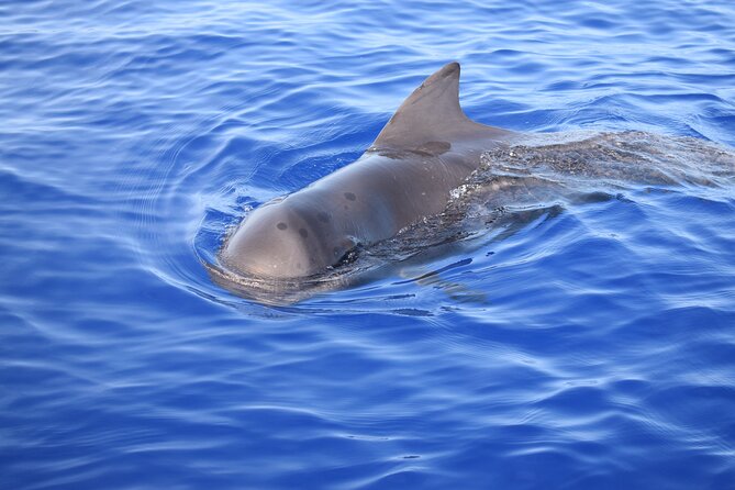 Whale and Dolphin Watching Tour in Madeira - Wildlife Reality Check: Dolphins, Whales, and How Searching Works