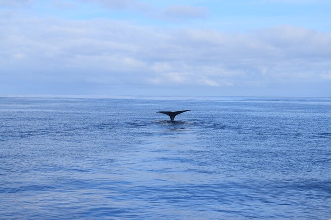 Whale and Dolphin Watching Tour in Madeira - Drinks, Towels, and Small-Group Comfort That Actually Adds Up