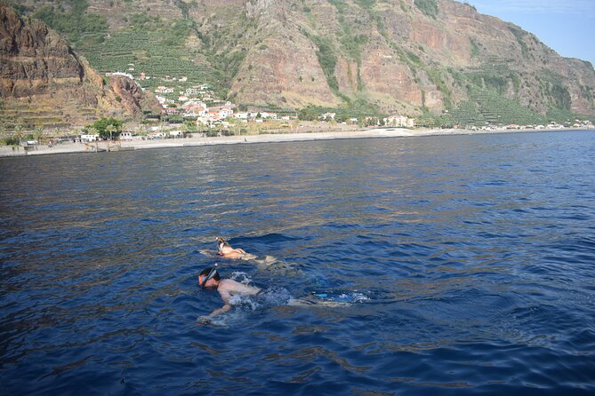 Whale and Dolphin Watching Tour in Madeira - Price and Value: Is $83.44 Worth It in Madeira?