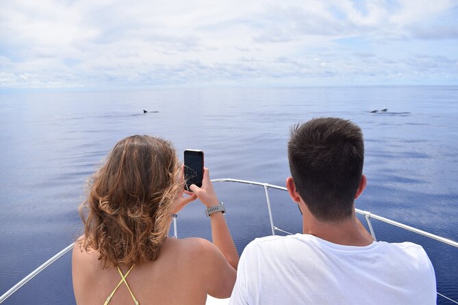 Whale and Dolphin Watching Tour in Madeira - Meeting at Calheta’s Marina, and What Happens Before You Cast Off