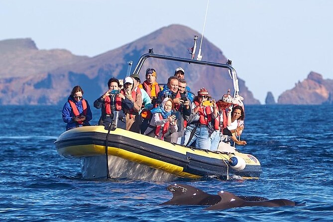 Whale & Dolphin Watching in Madeira - Madeira’s Blue World: Why This Whale and Dolphin Trip Works