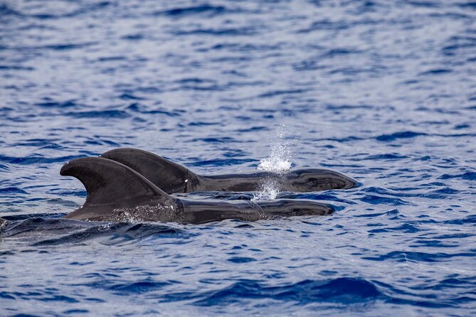 Whale & Dolphin Watching in Madeira - Prainha do Canical: Resetting the Scene for More Marine Life