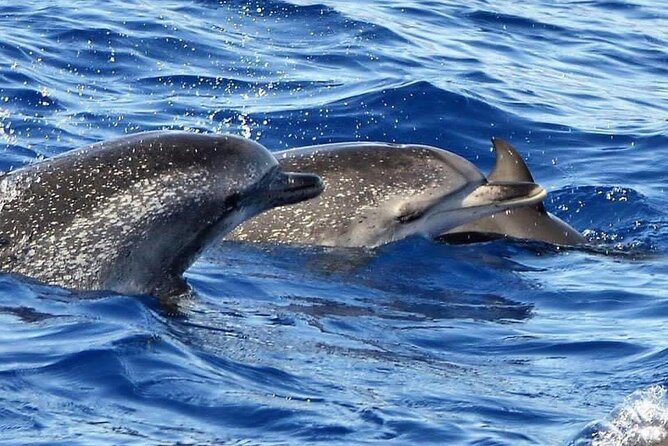 Whale & Dolphin Watching in Madeira - Guides Cesar and Joe: When the Fun Comes With the Facts