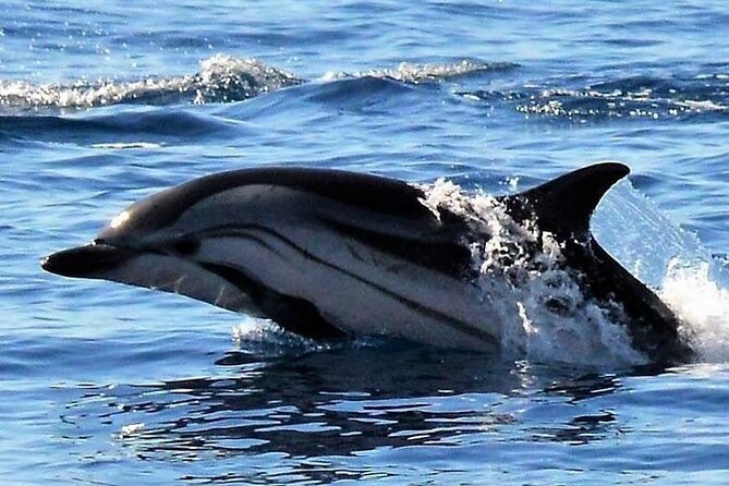 Whale & Dolphin Watching in Madeira - Price and Value: Is $59.89 Worth It?